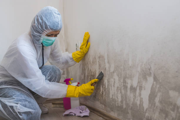 Best White Mold Remediation in Victoria, TX