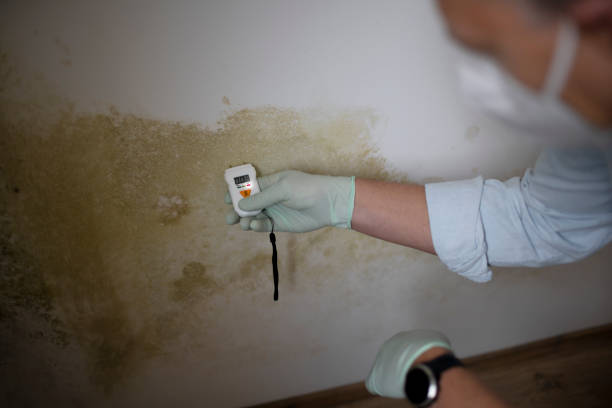 Best Basement Mold Remediation in Victoria, TX