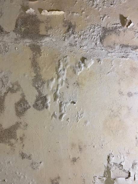 Best Kitchen Mold Remediation in Victoria, TX