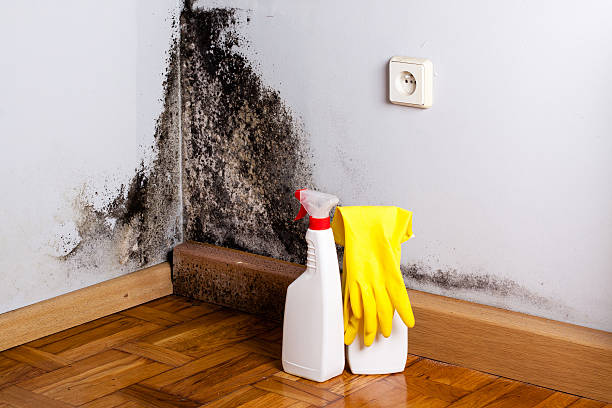 Best Mold Remediation for Specific Building Types in Victoria, TX