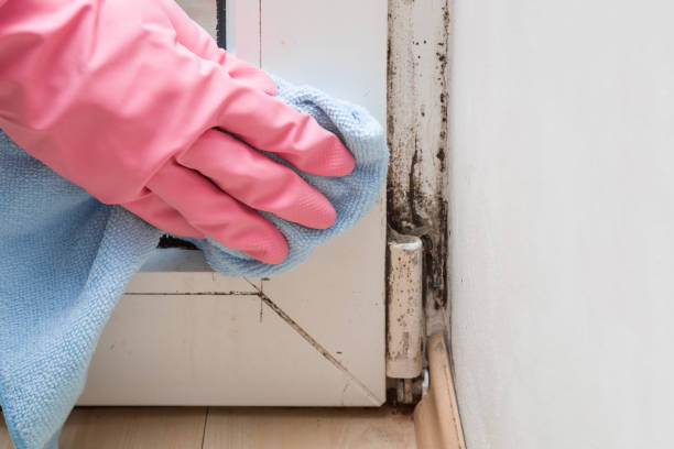 Best Post-Flood Mold Remediation in Victoria, TX